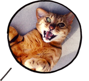 Photo de jaws avant l'opération à l'oeil